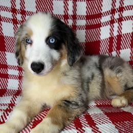 Boy 1 - Blue merle male Toy Australian Shepherd puppy in Hokes Bluff, Alabama from Alegria Toy Aussies