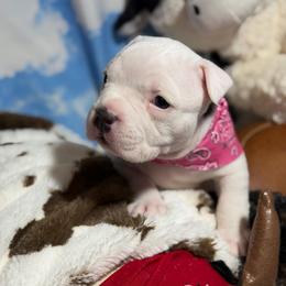 Rain - Blue tri-color female American Bully puppy in Princeton, Texas from District 12 Kennels