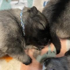 Keeshond Puppies from StarStruck Keeshonden