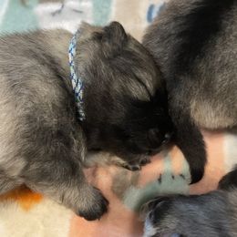 Keeshond Puppies from StarStruck Keeshonden