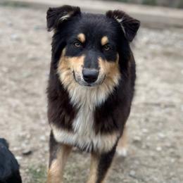 Luna - Australian Shepherd