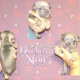 Blueberry Nog - Blue female French Bulldog puppy in New Castle, Delaware from Sasha’s Elite Kennel LLC