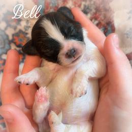 Bell - White and sable female Papillon puppy in Coatesville, Indiana from Wendy’s Wings