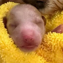 Pics coming soon - Parti male Goldendoodle puppy in Yuciapa, California from AlltheDoodlez_