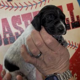 Rose red collar - Black roan female German Shorthaired Pointer puppy in Six Mile, South Carolina from The Proper Pointer Co.