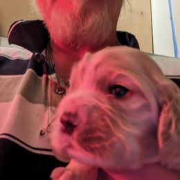 Cocker Spaniel Puppies from Pups in the vine cockers