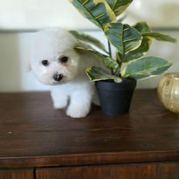 Green - White female Bichon Frise puppy in Henryville, Indiana from Sweetwaterbichonfriseandpoodles.com