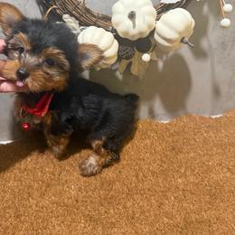 Bailey small - Black and gold female Yorkshire Terrier puppy in Maple Heights, Ohio from Yorkiesllc