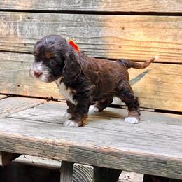 Fern - Brown white and tan female Cockapoo puppy in Hermiston, Oregon from Columbia River Cockapoos