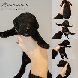 Monica - Black and white female Sheepadoodle puppy in Republic, Missouri from DOOD & Co