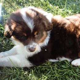Miniature Australian Shepherds from Hammon Ranch Aussies