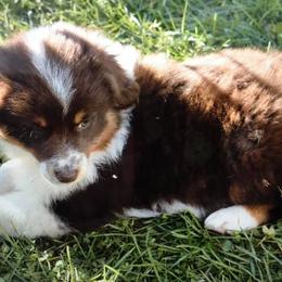 Miniature Australian Shepherds from Hammon Ranch Aussies