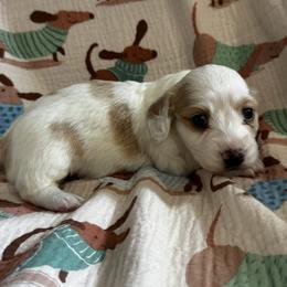 AKC Nutmeg - Cream female Dachshund puppy in Indiana from Dani’s Darling Doxies