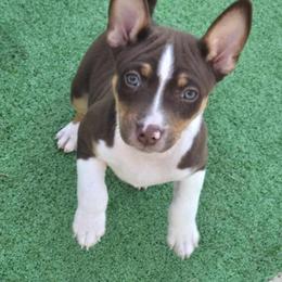 Hershey - White, chocolate and tan male Rat Terrier puppy in Ft Smith, Arkansas from Live Wire Rat Terriers