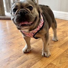 French Bulldog All Grown Up from YZC Frenchies at 4C Ranch