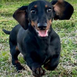 Pistol Annie - Dachshund puppy from Cameo Dachshunds