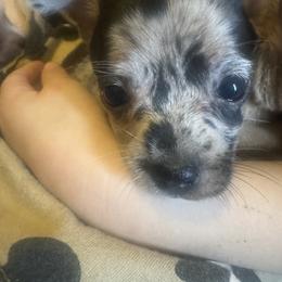 Rosetta - Merle female Chihuahua puppy in Polo, Missouri from Blue Tails Farm