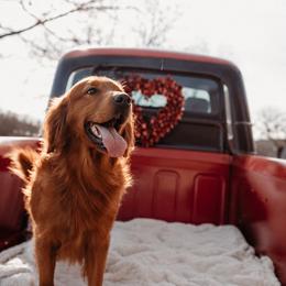Nitro - Golden Retriever