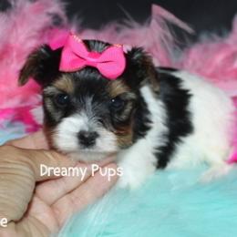 AKC Grace - Black tan and white female Biewer Terrier puppy in Kennesaw, Georgia from Dreamy Pups