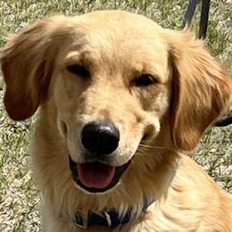 Golden Retrievers from CoPilot Golden Retrievers