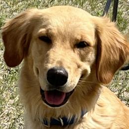 Golden Retrievers from CoPilot Golden Retrievers