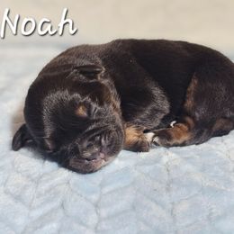 Noah - Black tri-color male Australian Shepherd puppy in Owensboro, Kentucky from JnT's Bluegrass Mini Aussies