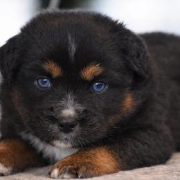Onyx - Black tri male Miniature Australian Shepherd puppy in Lowgap, North Carolina from Baileys Mini Aussies