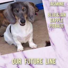 Dachshund Puppies from Gateway 2 Little Paws