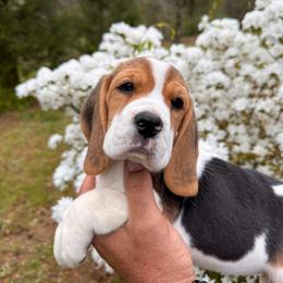 Baby Girl - Black white and tan female Beagle puppy in Monticello, Georgia from Beaglelove