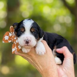Cleo - Tri-color female Bernedoodle puppy in Bellville, Ohio from Bernedoodle Buddies