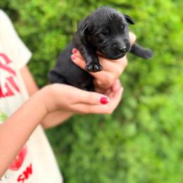 Sid - Black male Labrador Retriever puppy in Richfield, Utah from Stormy River Retrievers