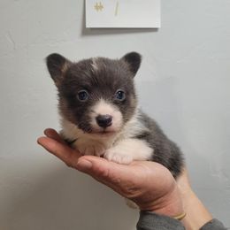 Bluie Male (1) - Blue Pembroke Welsh Corgi puppy in Tucson, Arizona from Little Reds Corgis