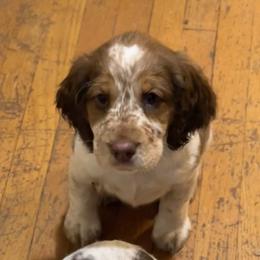 Carol Girl 4 - Liver white and tan English Springer Spaniel puppy in Statesville, North Carolina from Rockin’ Slow Farms