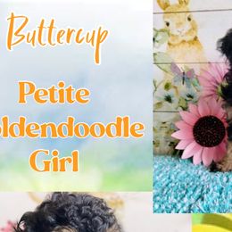 Bernedoodles, Double Doodles, and Goldendoodles from Down on the farm Doodles