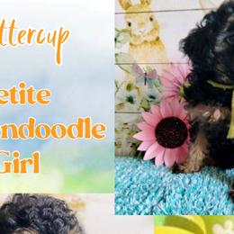 Bernedoodles, Double Doodles, and Goldendoodles from Down on the farm Doodles