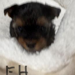 Hope male 1 - Black and gold male Yorkshire Terrier puppy in Chesapeake, Virginia from Your Key Breeder
