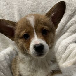 Noelle - Red Pembroke Welsh Corgi puppy in Washington from KB Corgis