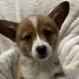 Noelle - Red Pembroke Welsh Corgi puppy in Washington from KB Corgis