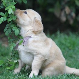 Golden Retrievers from Goose Ridge Retrievers