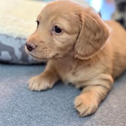 Brinkley - Red female Dachshund puppy in Caulfield, Missouri from Hocomo Hollow Doxies