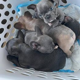 French Bulldog Puppies from Porchant French Bulldogs