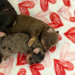 Monroe - Brown female Bernedoodle puppy in Warrensburg, Missouri from Dreamer Ridge Puppies