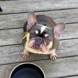 Daisy - French Bulldog