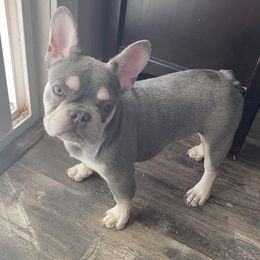 French Bulldog Puppies from QueenBFrenchies