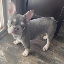French Bulldog Puppies from QueenBFrenchies