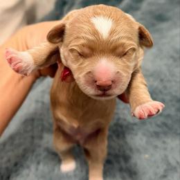 Romeo - Red  male Goldendoodle puppy in Bradenton, Florida from Christianna’s Mini Goldendoodles
