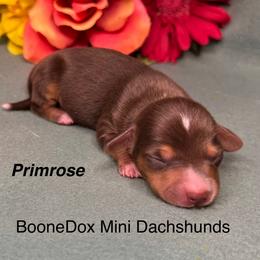 Primrose - Chocolate and tan female Dachshund puppy in Lexington, Oklahoma from BooneDox Miniature Dachshunds