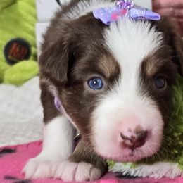 Virginia - Red tri Miniature Australian Shepherd puppy in Middleburg, Florida from Tails End Ranch