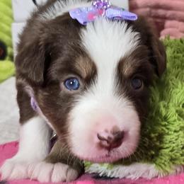 Virginia - Red tri Miniature Australian Shepherd puppy in Middleburg, Florida from Tails End Ranch