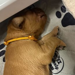 Boy 4 - Golden Retriever puppy from Triple J Goldens, LLC